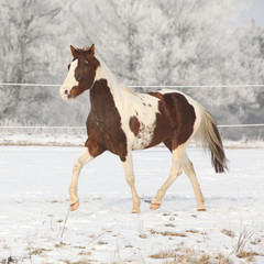 Fototapeta na wymiar Wspaniały ogier koń działa na farby zimowych pastwisk