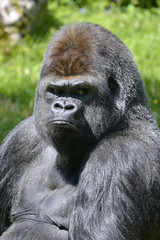 Portrait male western lowland gorilla (Gorilla gorilla)