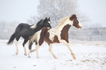 Two paint horses playing in winter