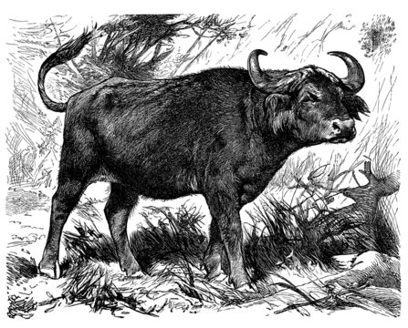 Buffalo - Buffle - Buffel