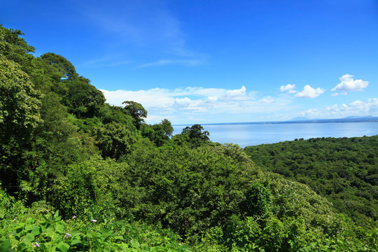 Fototapeta rain forest