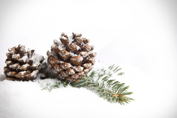 Spruce twig with cones on white background