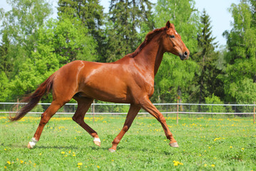 Trotting sportive breed horse in open paddock
