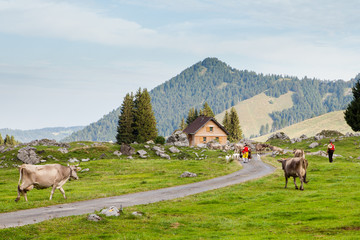 Fototapeta na wymiar Mucche al pascolo, svizzera