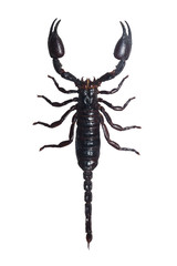 Scorpion