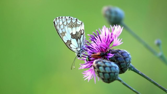 Zygaena insect on the flower (cirsium arvense)