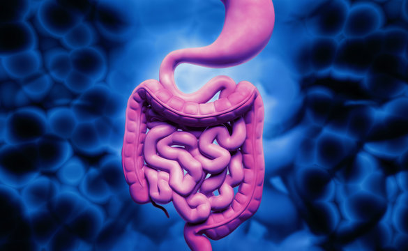 human digestive system