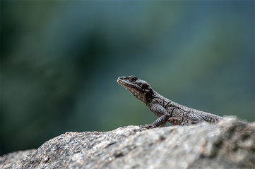lizard