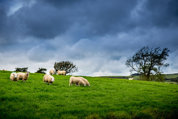 Fototapeta na wymiar Flock of Sheep Under The British Weather