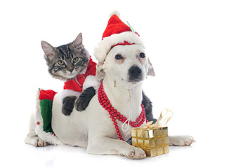 jack russel terrier and kitten © cynoclub