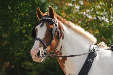 Fahrsport © lichtreflexe