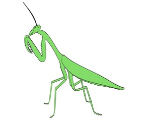 cartoon image of praying mantis