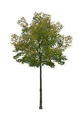 Small summer tree, isloated.