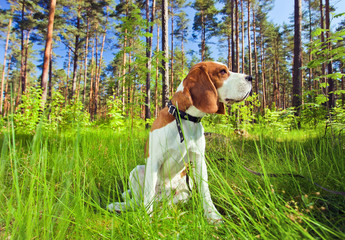Beagle in forest