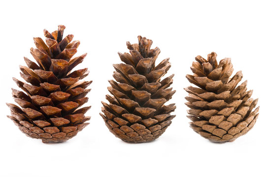 Conifer cones on a white background