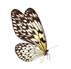 Fototapeta na wymiar Motyl makro w tle