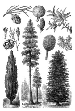 Gymnosperm Trees