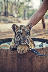 Fototapeta premium Tiger Cub