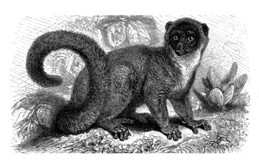 Fototapeta premium Mongoz - Lemur