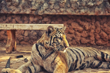 Naklejka premium Tiger Cub with Monk