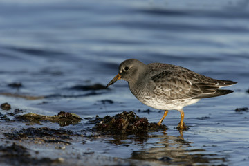 Obraz premium Purple sandpiper, Calidris maritima