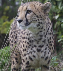 Cheetah