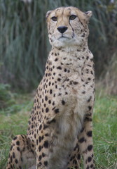 Cheetah