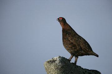 Red grouse, Lagopus lagopus