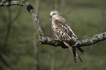 Red kite, Milvus milvus