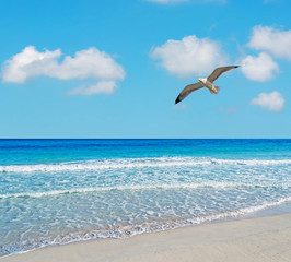 Fototapeta premium seagull in Stintino