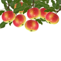 Fresh apples on white background