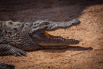 Crocodile on sand