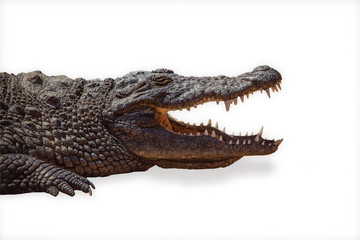 Obraz premium Crocodile izolated