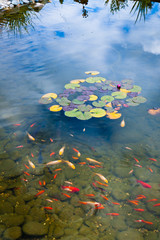 Fototapeta na wymiar Goldfish pond