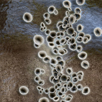 Kohlenstoff - 3D Render