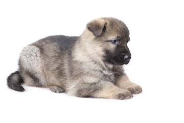 sheepdogs puppy