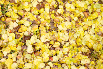 leaves of autumn as background