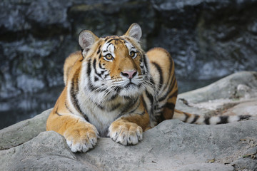 Sumatran tiger