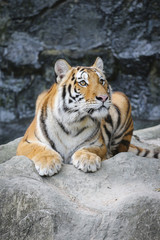Sumatran tiger