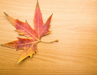 Naklejka na ściany i meble autumn leaf on a wooden background