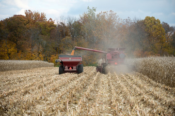 Fototapeta premium Combining corn field
