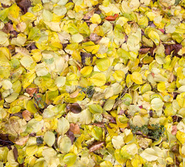 leaves of autumn as background