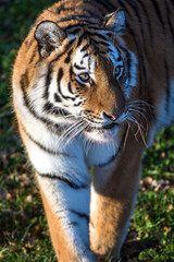 Amur Tiger
