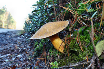 Mushroom suillus variegatus