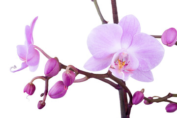 branch of pink orchid