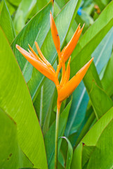 Obraz premium Bird of paradise.