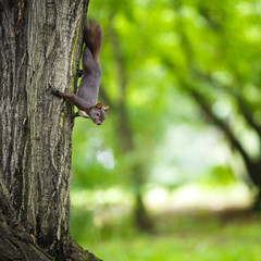 Fototapeta premium Closeup of a red squirrel (Sciurus vulgaris)