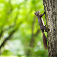 Fototapeta premium Closeup of a red squirrel (Sciurus vulgaris)