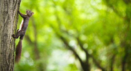 Closeup of a red squirrel (Sciurus vulgaris)