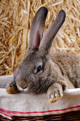 Fototapeta premium cute rabbit